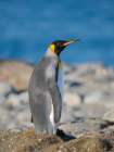King penguin on the beach of Sailsbury Plain in the Bay of Isles on the island of South Georgia Art Print